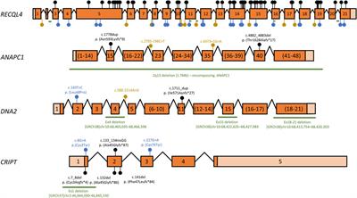 Rothmund-Thomson syndrome, a disorder far from solved